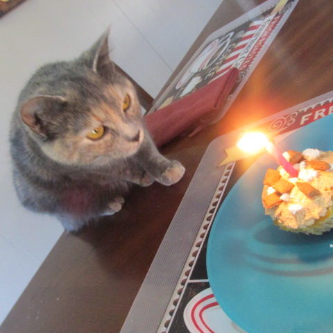 Tuna Birthday Cake for Your Cat