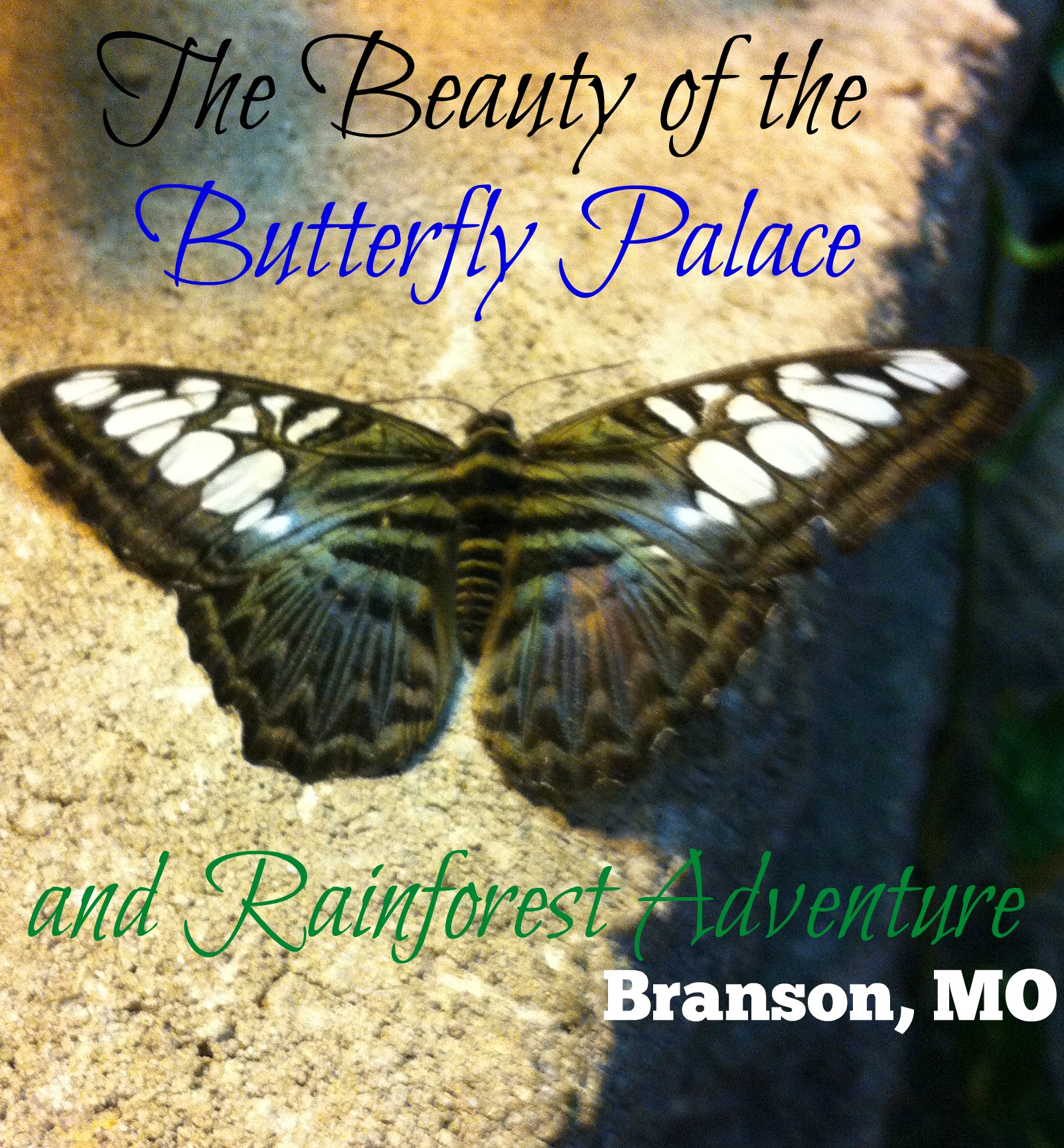 Visit the Butterfly Palace in Branson Missouri Jen Around the World