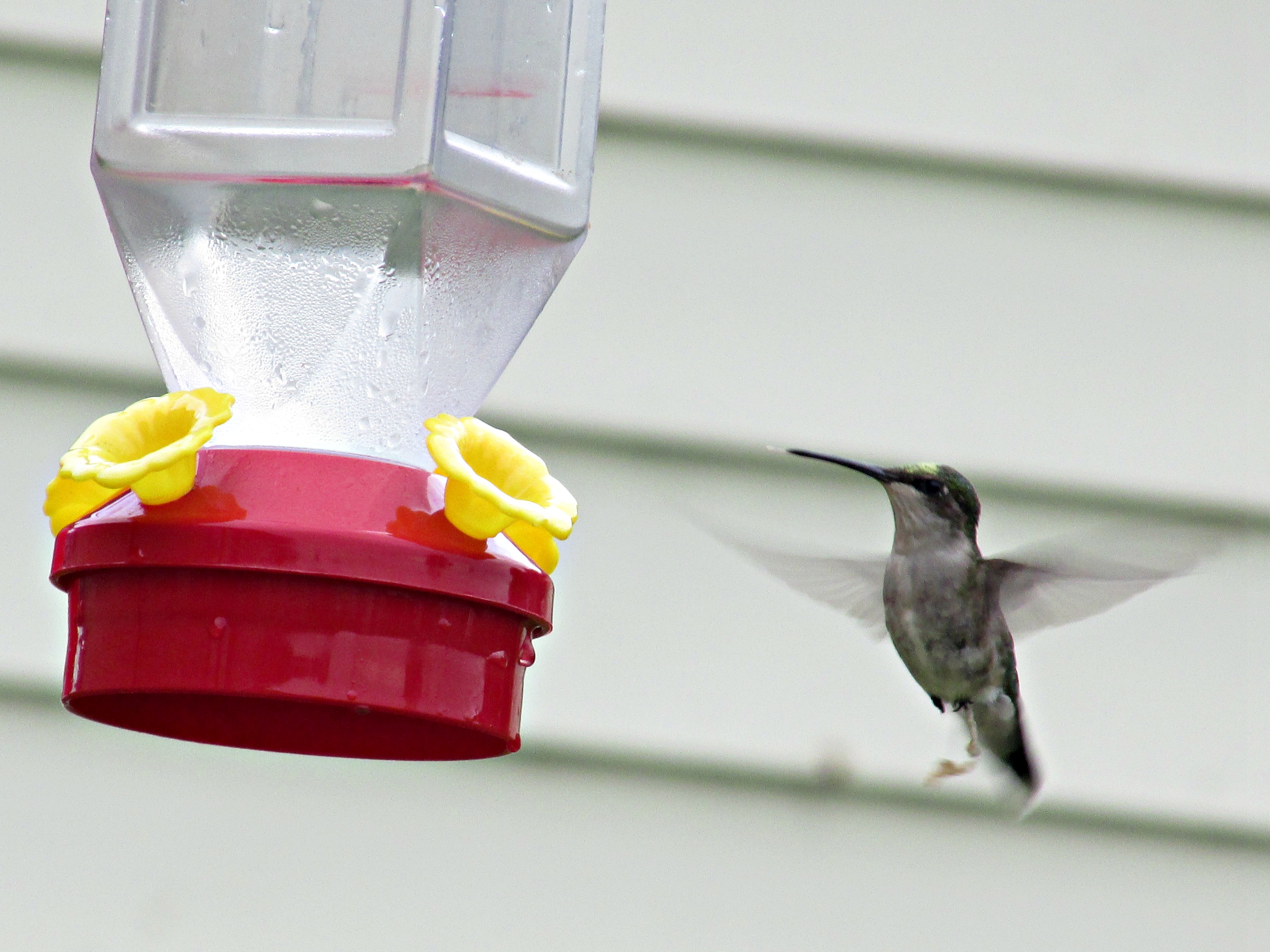 How To Make Your Own Hummingbird Food Jen Around The World