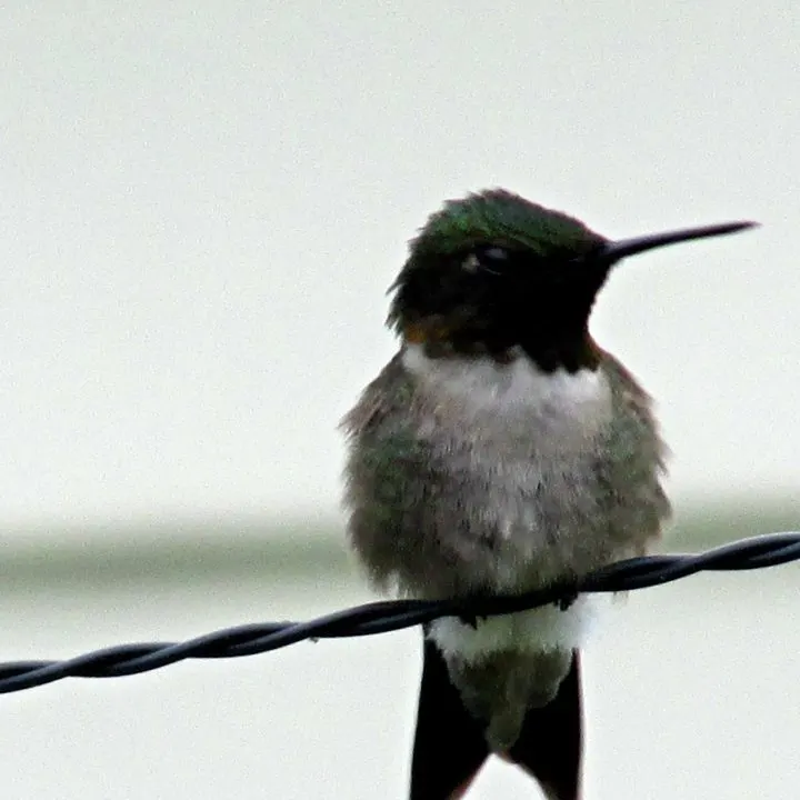 How to Make Your Own Hummingbird Food