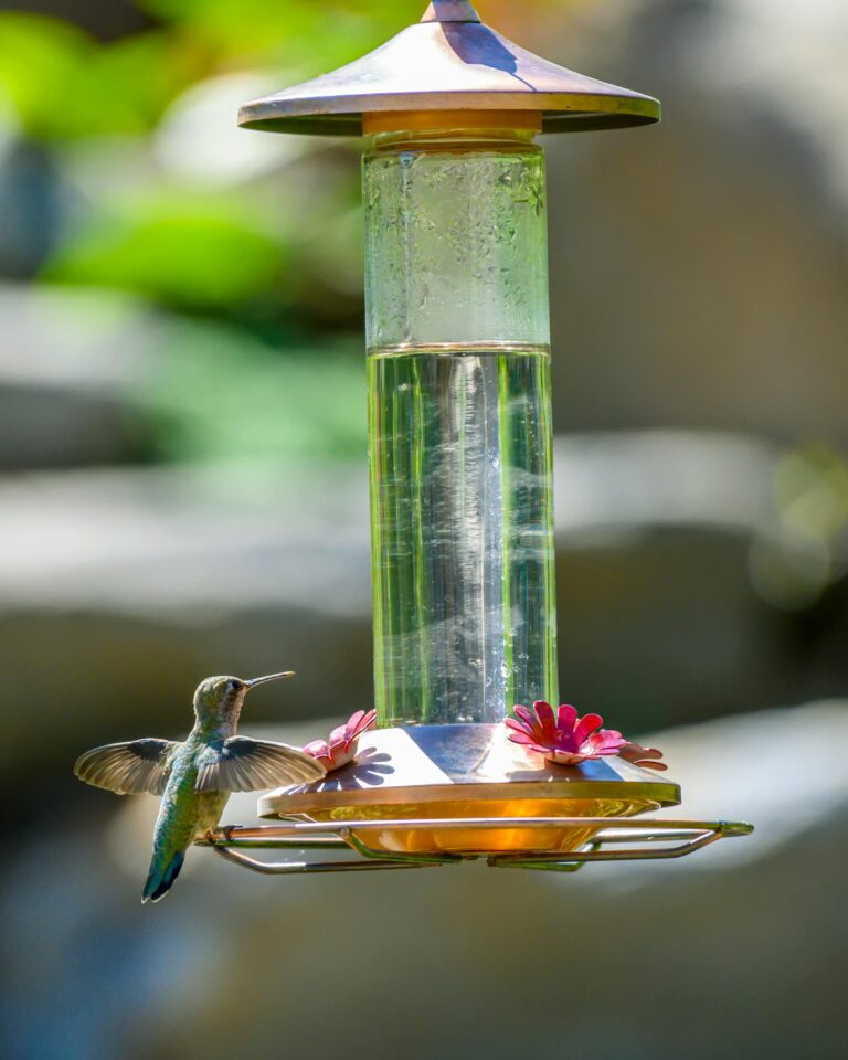How to Make Your Own Hummingbird Food