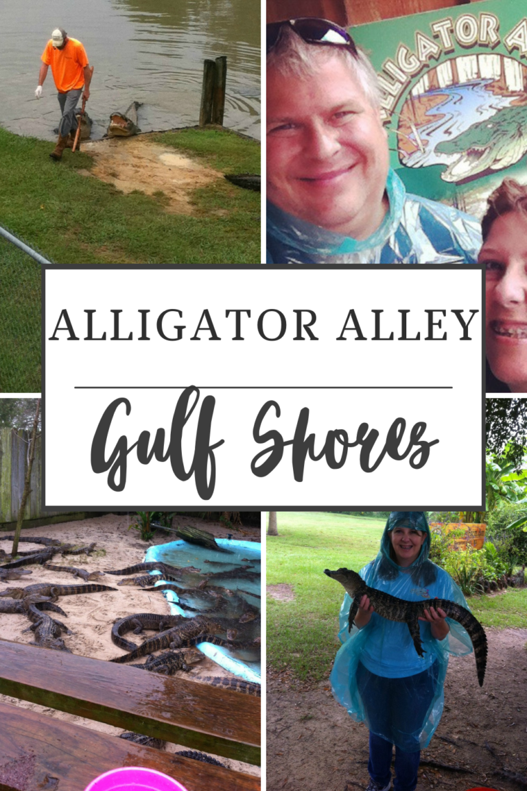 Visiting Alligator Alley in Gulf Shores, Alabama: A Wild Family Adventure