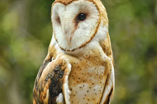 barn-owl-lbl-nature-station