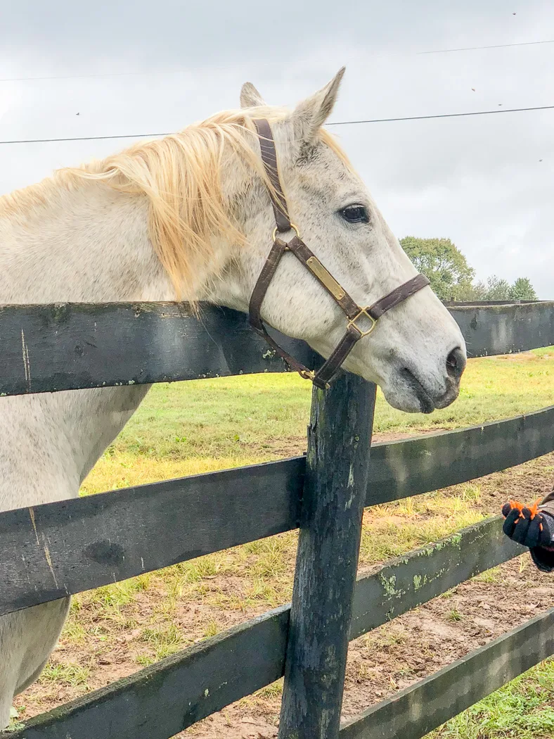 Old Friends Equine