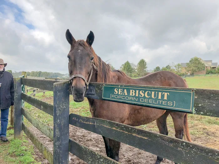 SILVER CHARM  Old Friend Equine