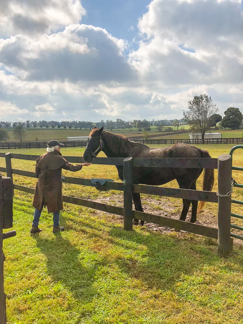 Old Friends Equine