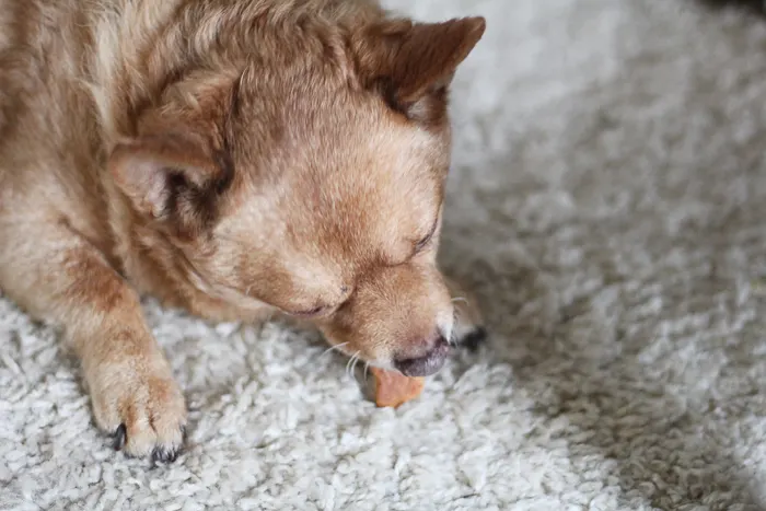 Peanut butter dog biscuits