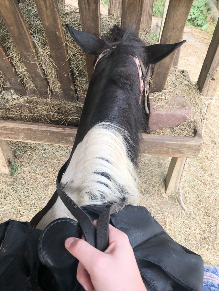 Get on Horseback at Whispering Woods Riding Stables - Georgetown Ky