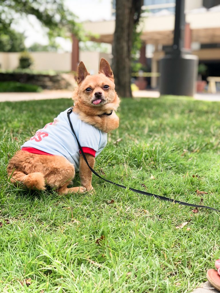 Pet-Friendly Things to Do in Nashville, TN