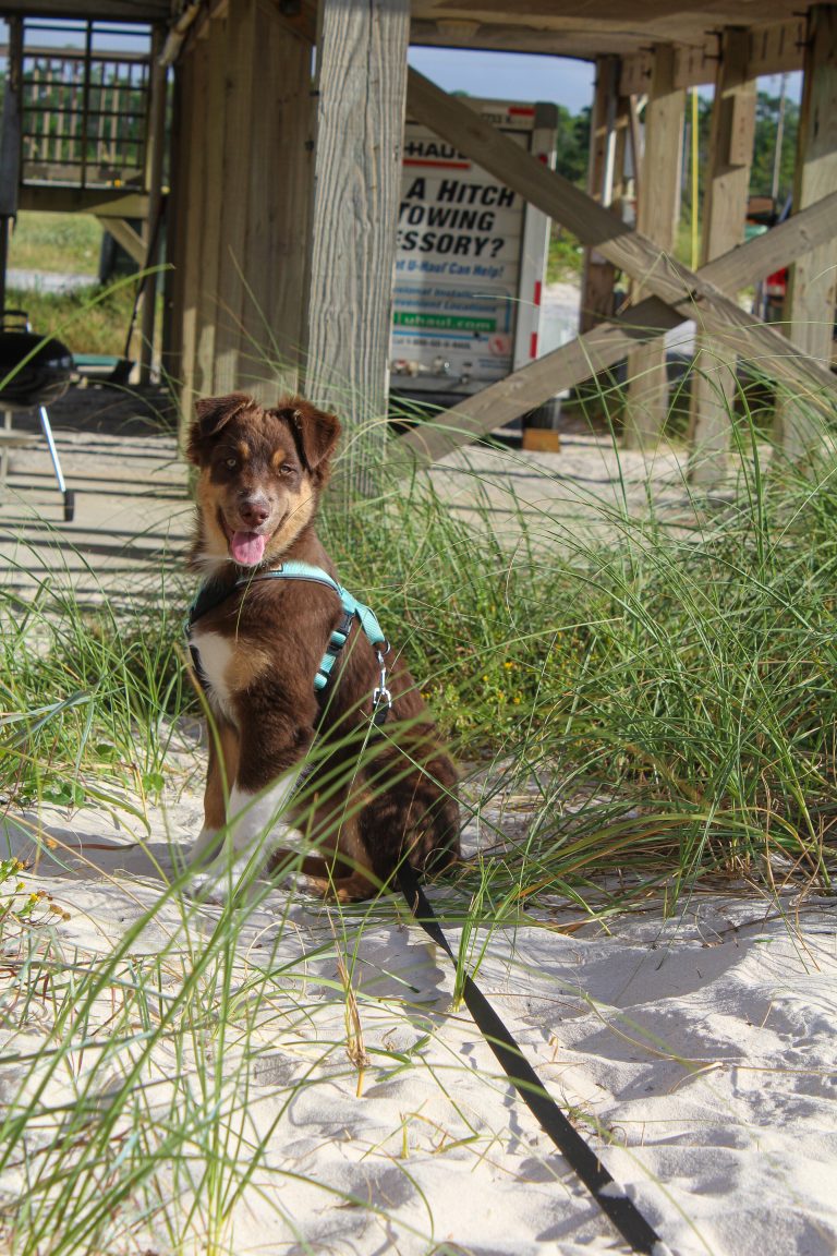 5 Tips for Taking Your Puppy to the Beach