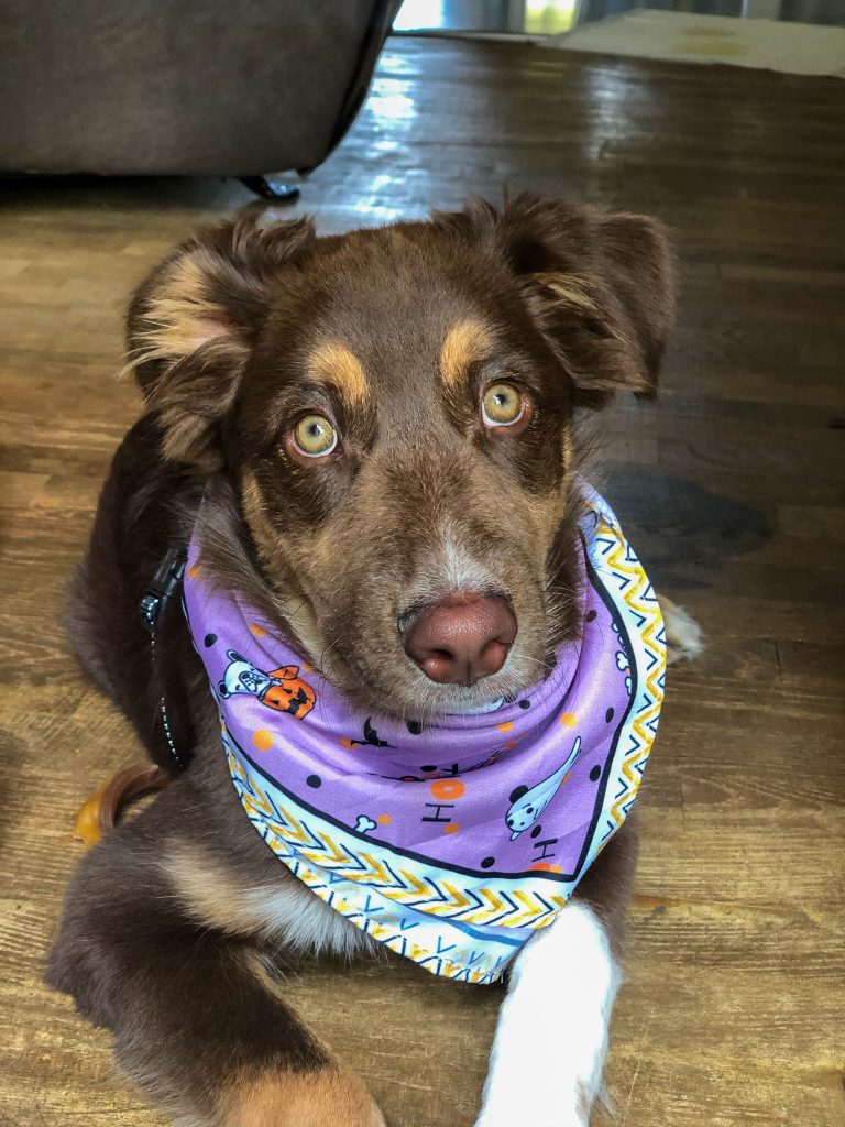 Have You Heard of PupBox? Let Me Introduce You!