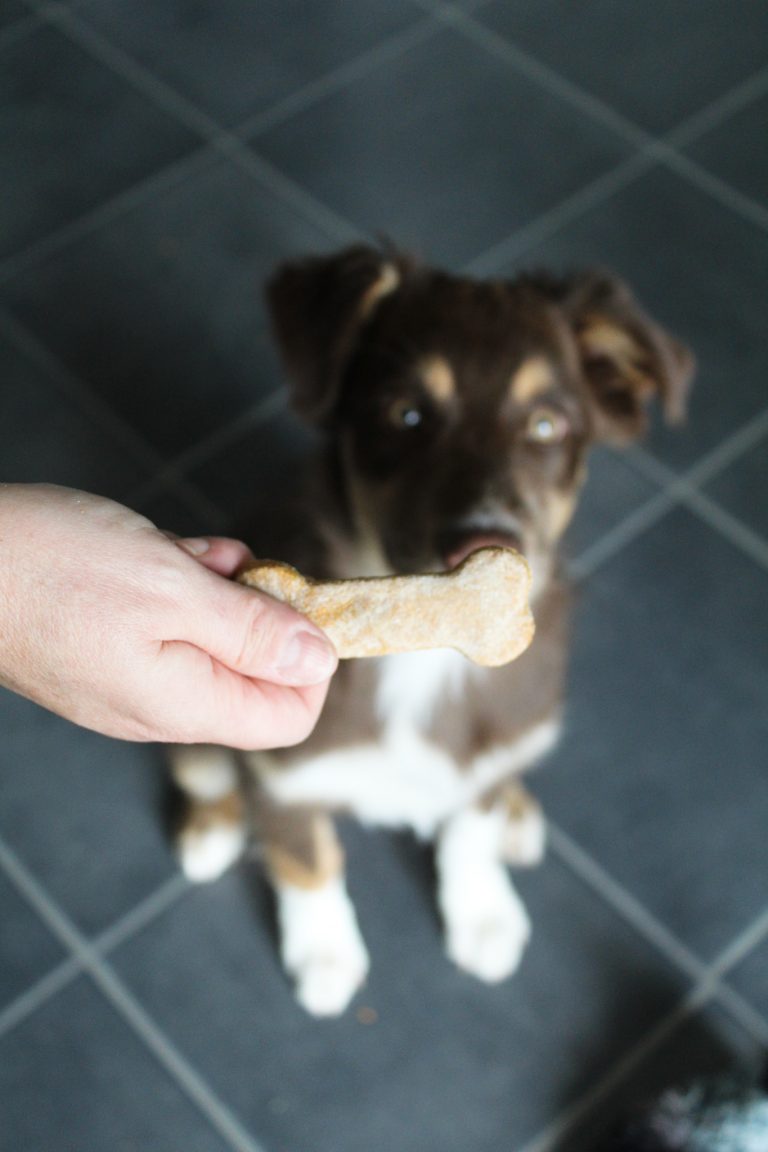 Banana Pumpkin Dog Treats