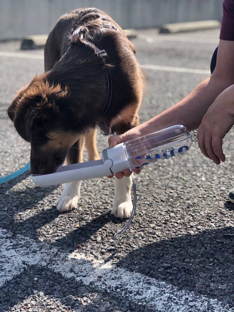 Traveling With Your Dog – 5 Things You Need To Bring