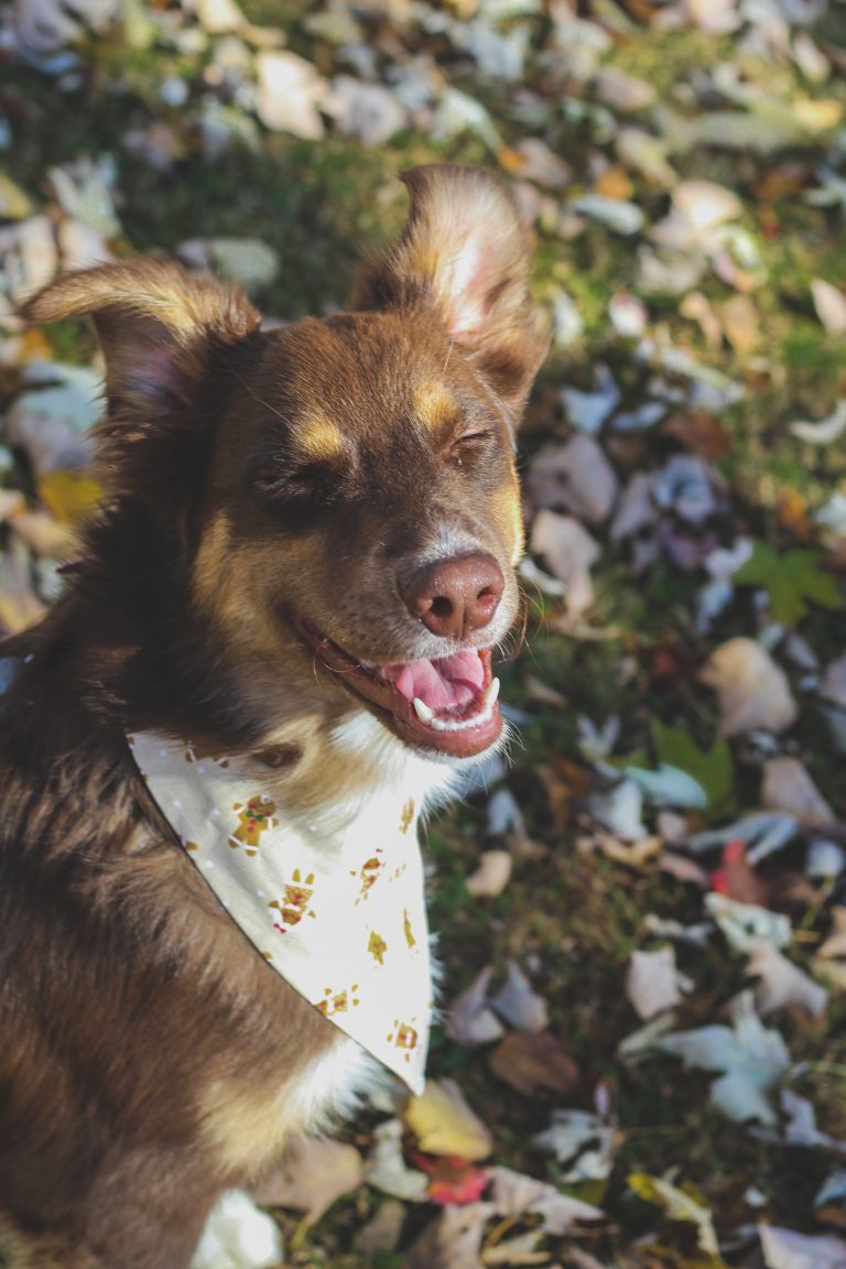 Pet-Friendly Businesses in Georgetown KY - Over 30 to Choose From