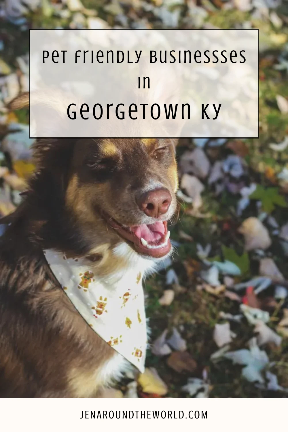 Pet-Friendly Businesses in Georgetown, KY