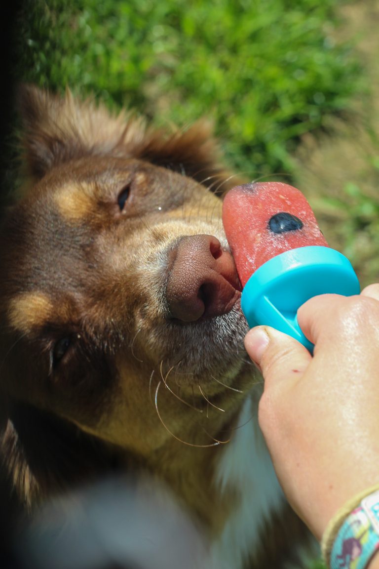 The Best Homemade Dog Treats