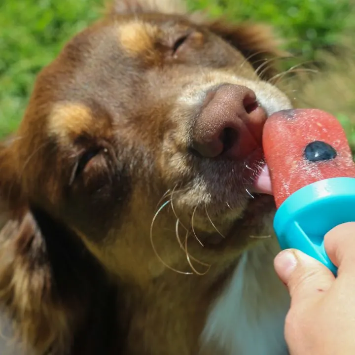 Blueberry Watermelon Pupsicles