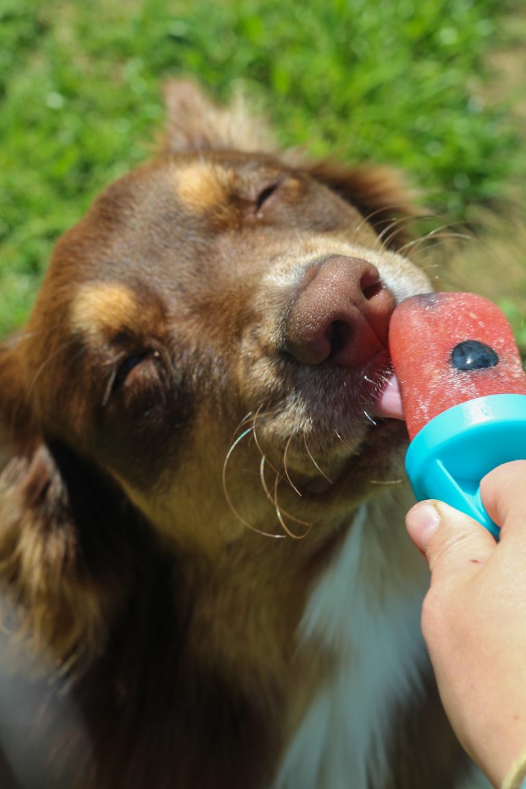 Blueberry Watermelon Pupsicles