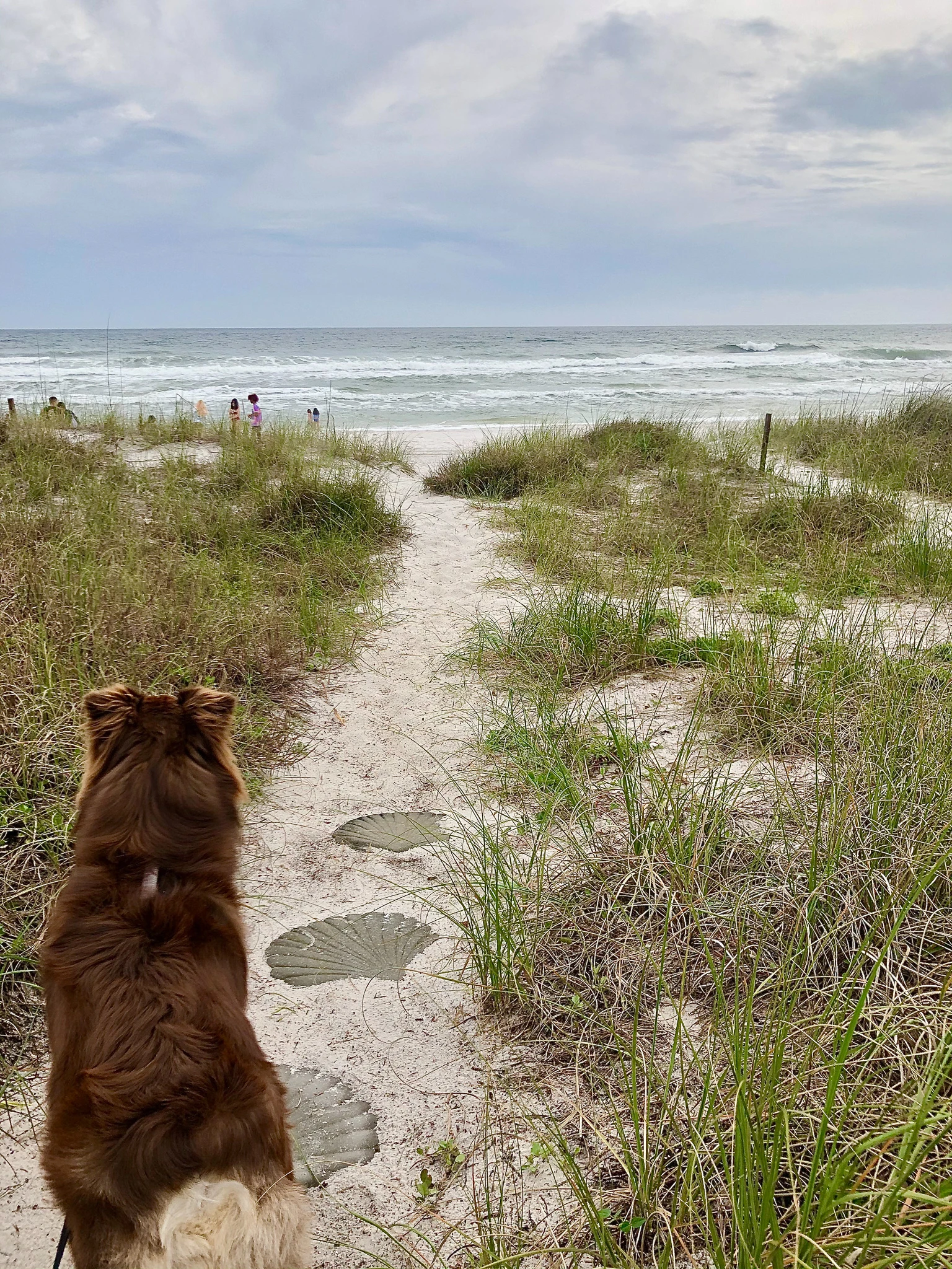 are dogs allowed on beach in panama city florida