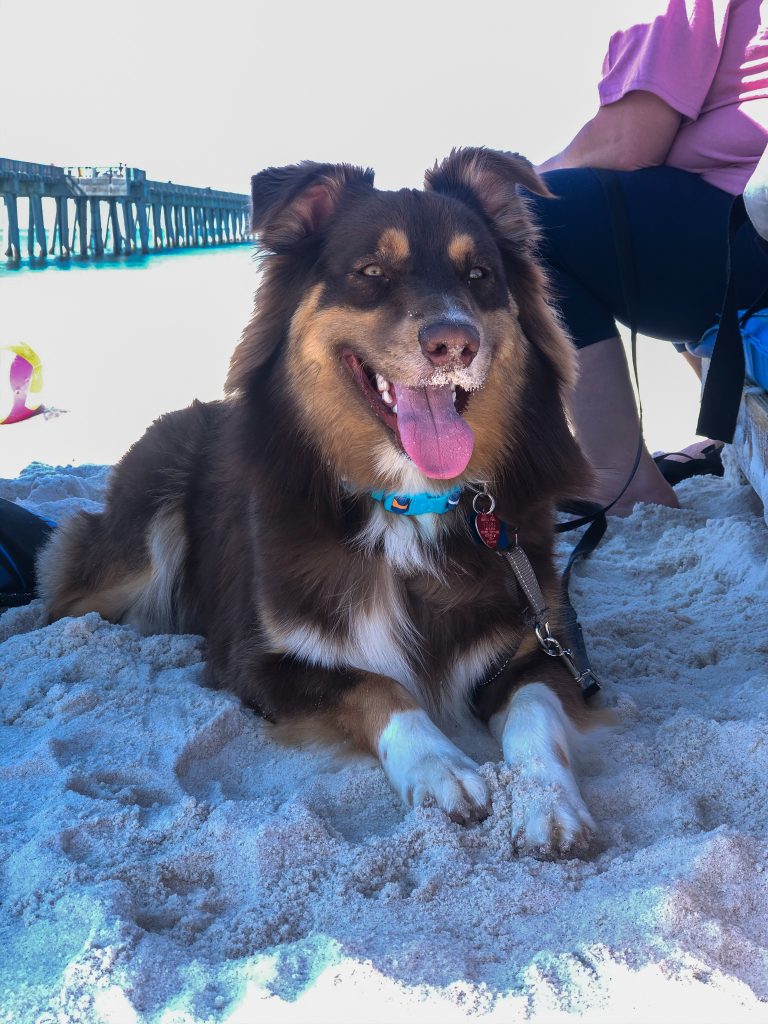 Pet-Friendly Things to Do in Panama City Beach Florida