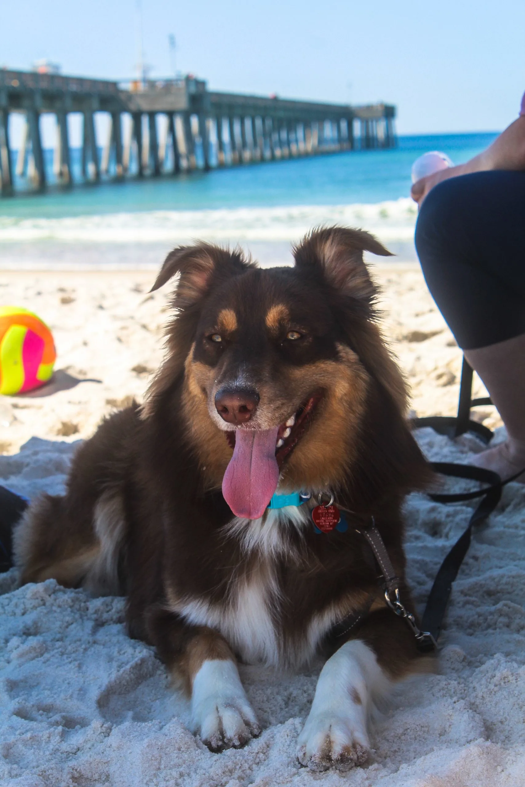 PetFriendly Things to Do in Panama City Beach Florida