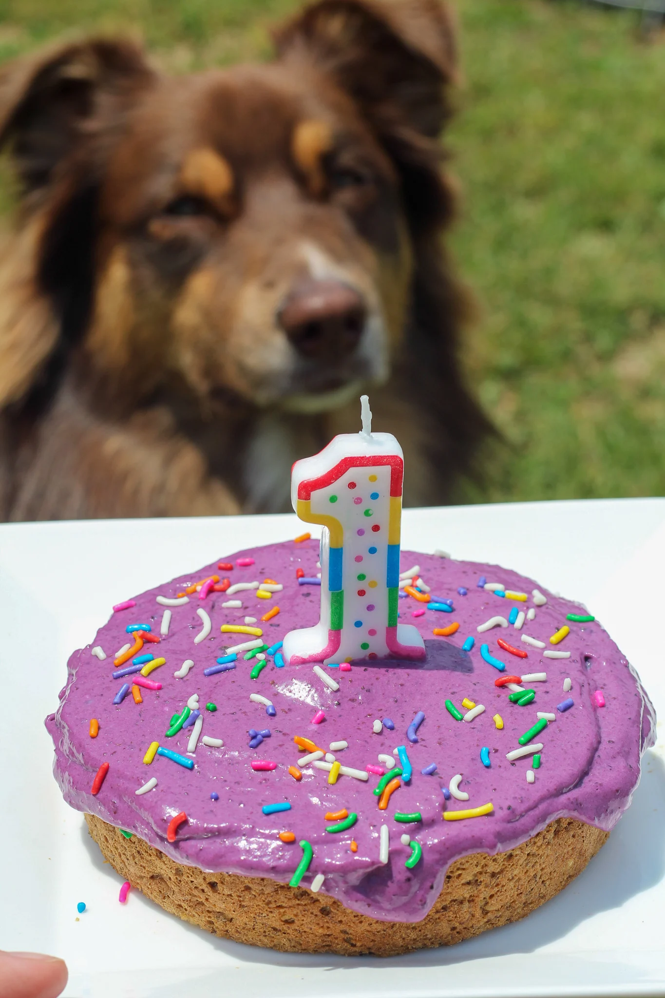 happy birthday dogs cake