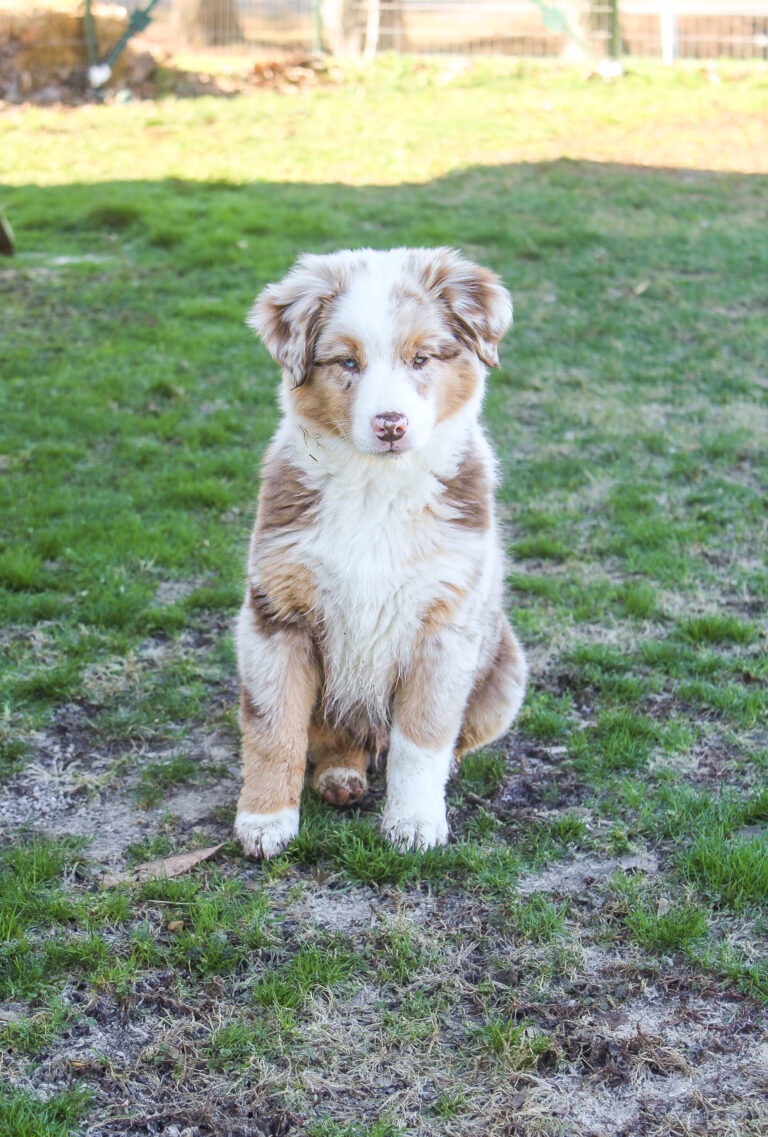 Welcome to the Family Frito
