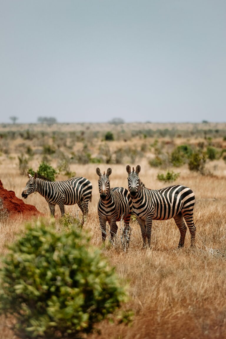 7 Ways to Make the Most of Your Time in Tanzania