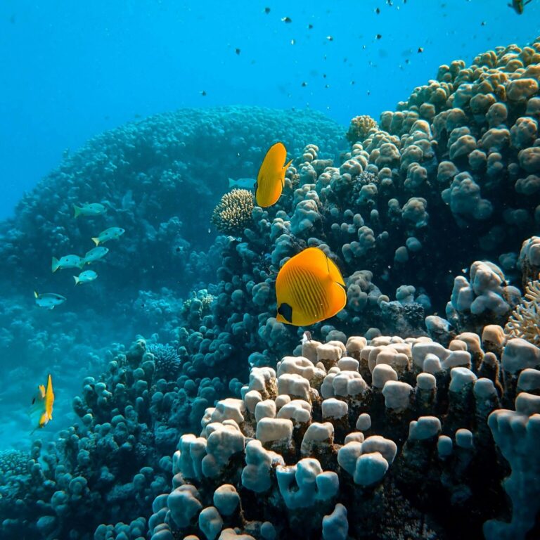 South Africa’s Unexpected Marine Life Encounters