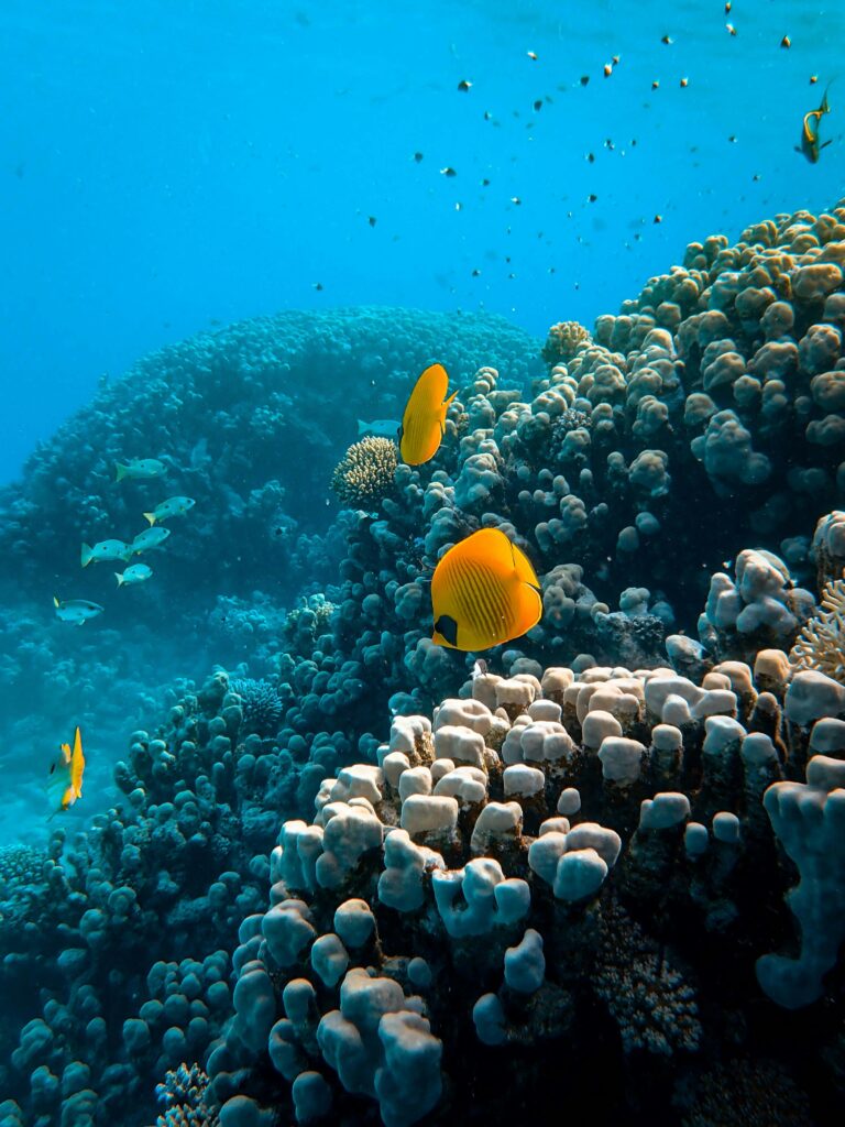 South Africa’s Unexpected Marine Life Encounters