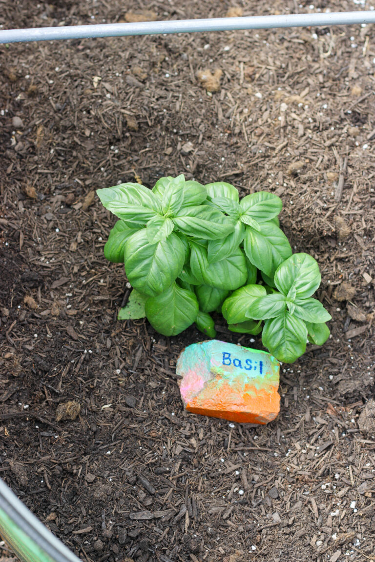 Painting Rocks for Garden Herb Markers (Easy DIY Garden Project)