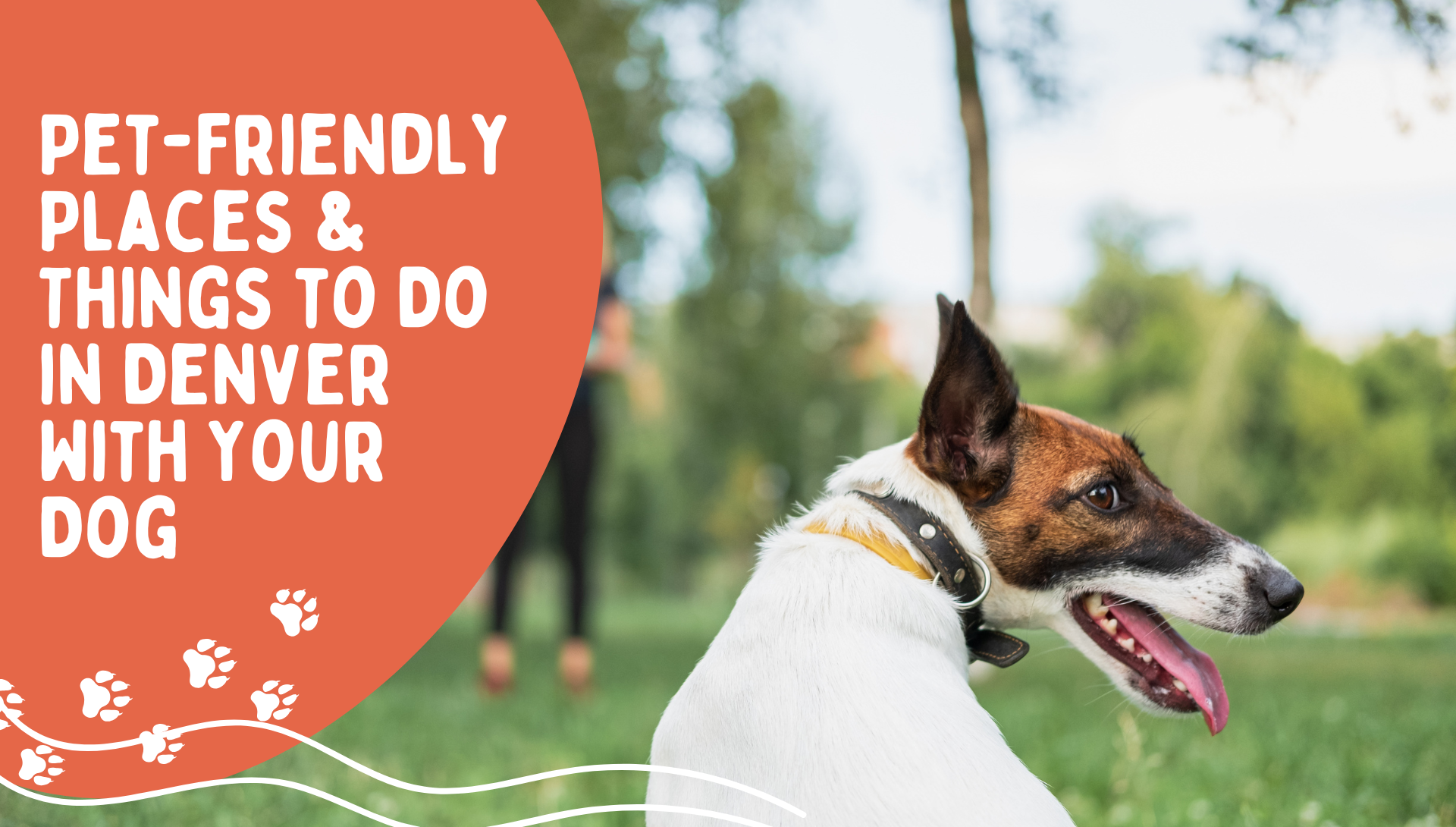 pet friendly things to do in denver colorado