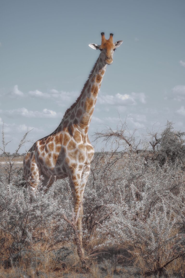 How to Combine a Uganda Safari With a Kenya Safari in One Trip