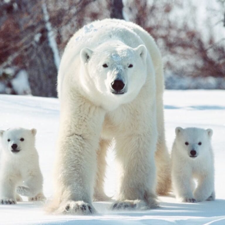 Planning a Multi-Generational Trip to the High Arctic: A Practical Guide