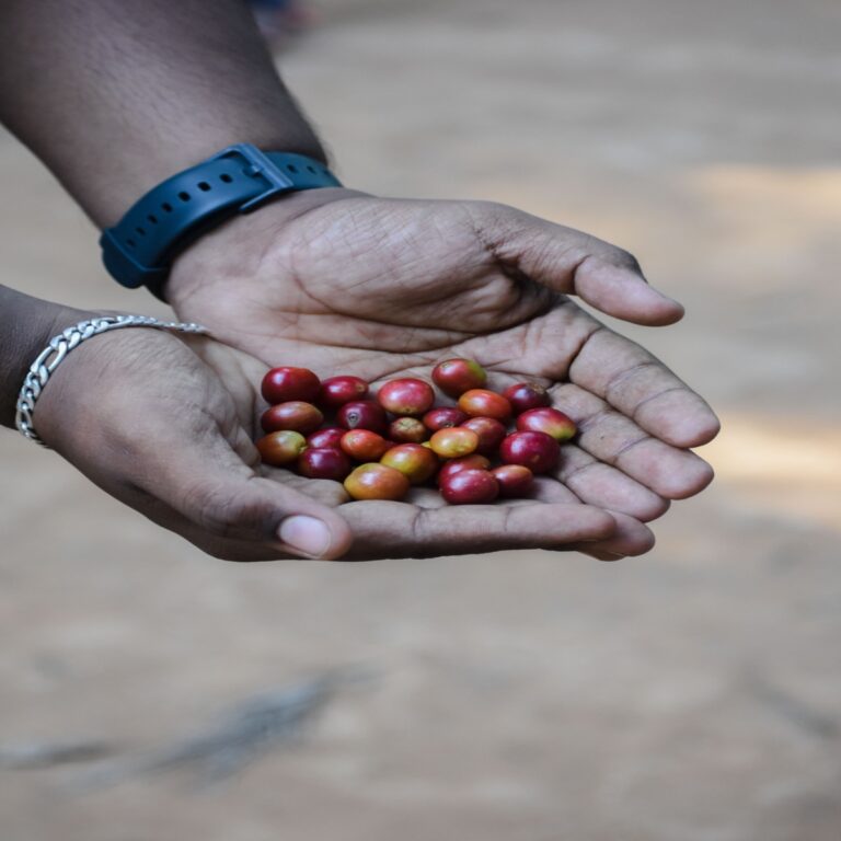 What Makes Coffee Truly Organic? A Guide to Organic Certifications and Sourcing